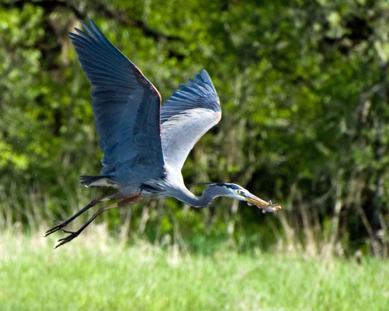 Ardea herodias
