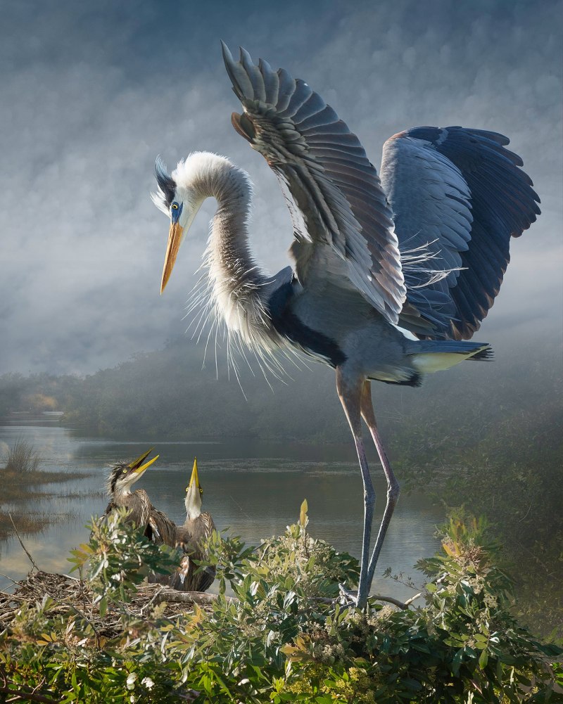 Great Blue Heron