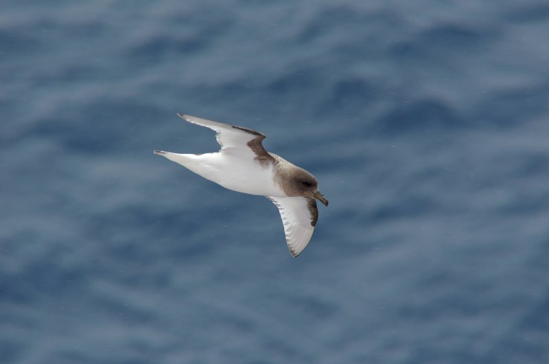 South Polar Skua