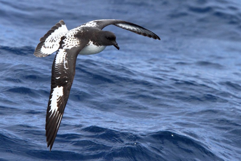 Puffinus griseus серый Буревестник