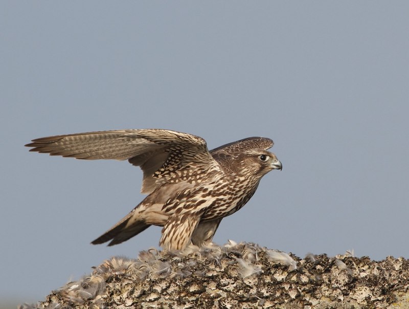 Кречет Falco rusticolus