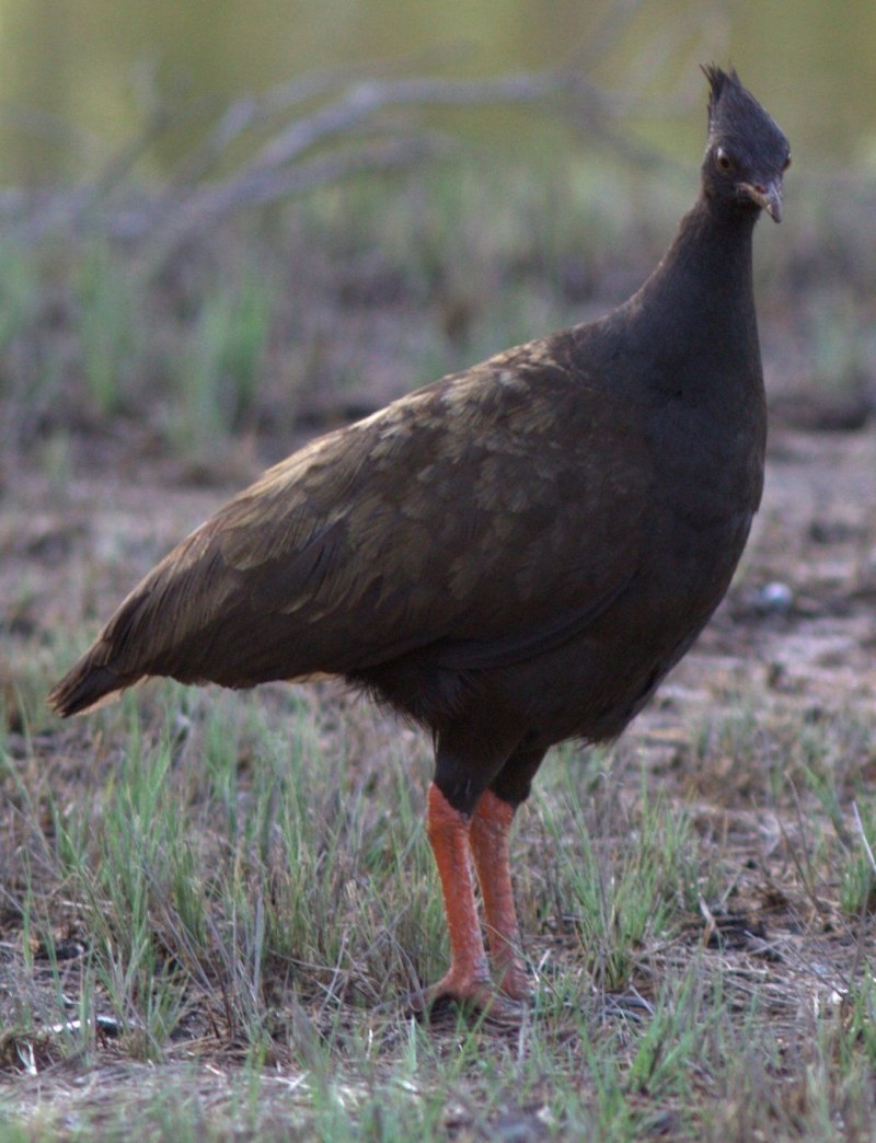 Megapodius Freycinet