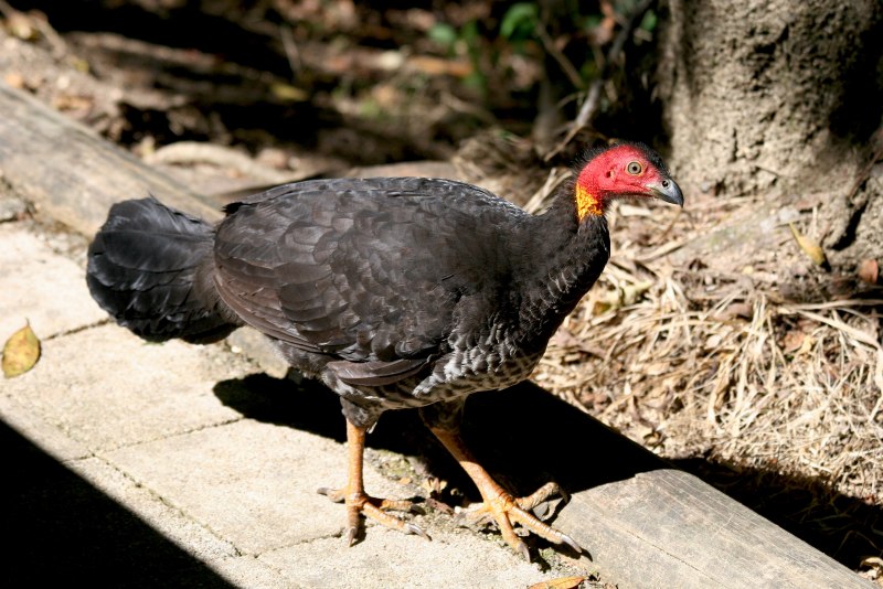 Progura gallinacea