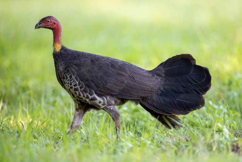 Talegalla fuscirostris