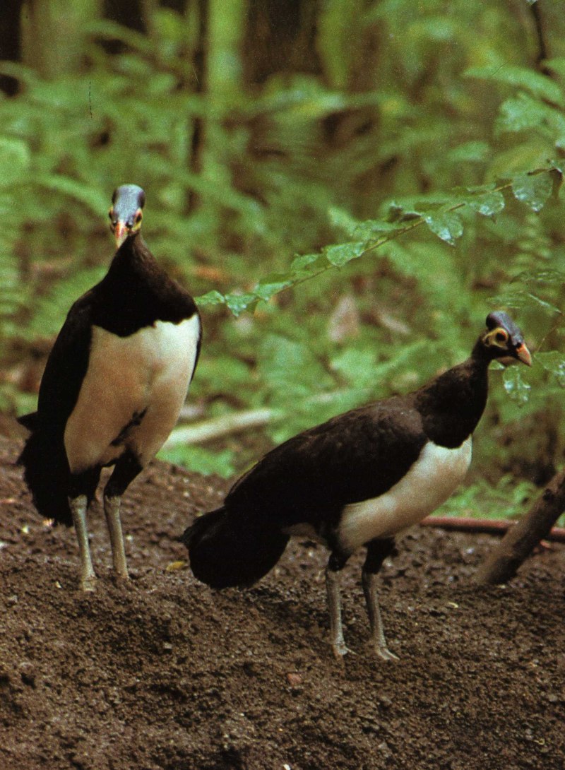 Alectura lathami