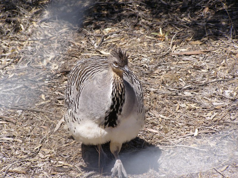 Leipoa ocellata
