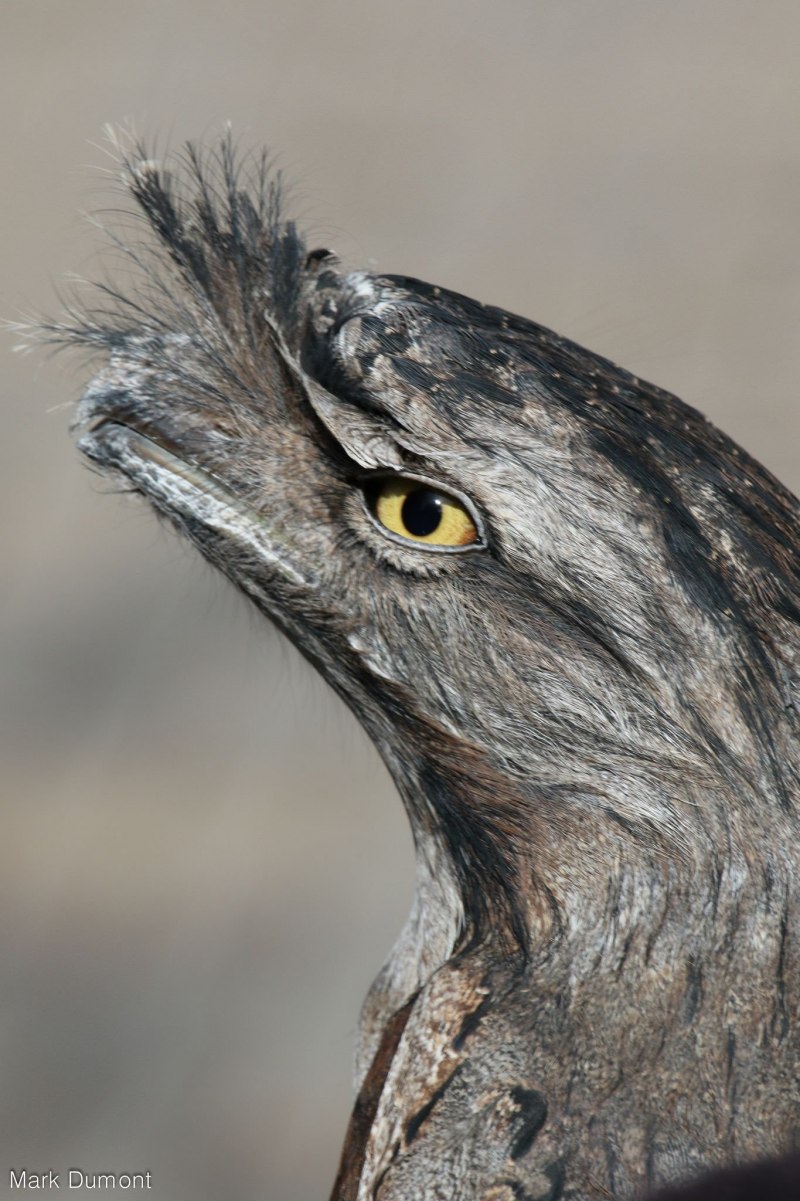 Caprimulgus Jotaka
