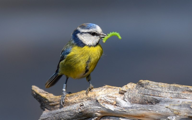 Большая синица Parus Major