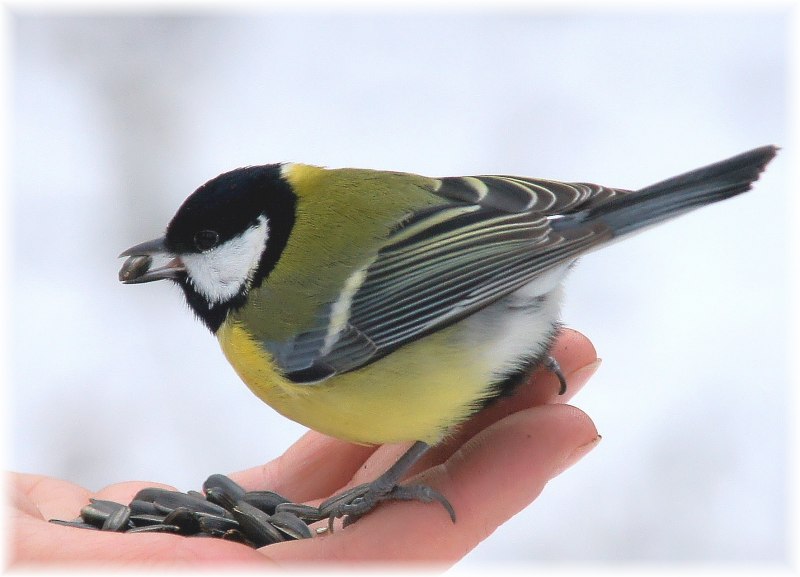 Parus Major синица большая самец