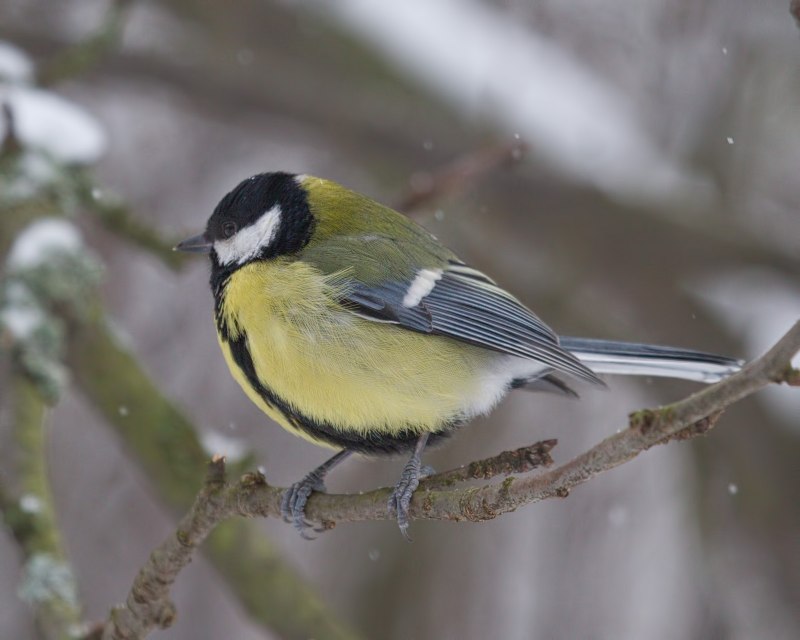 Лазоревка cyanistes caeruleus
