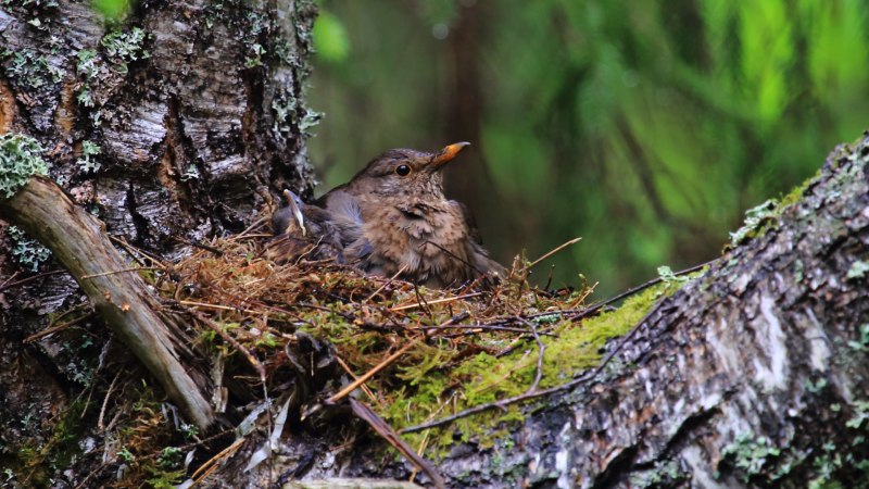 Merula Alba птица