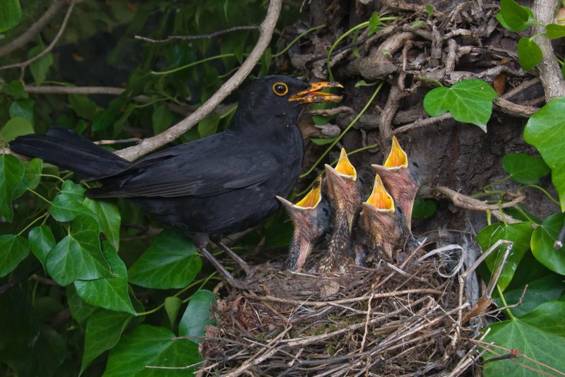 Дрозд-деряба (turdus viscivorus)