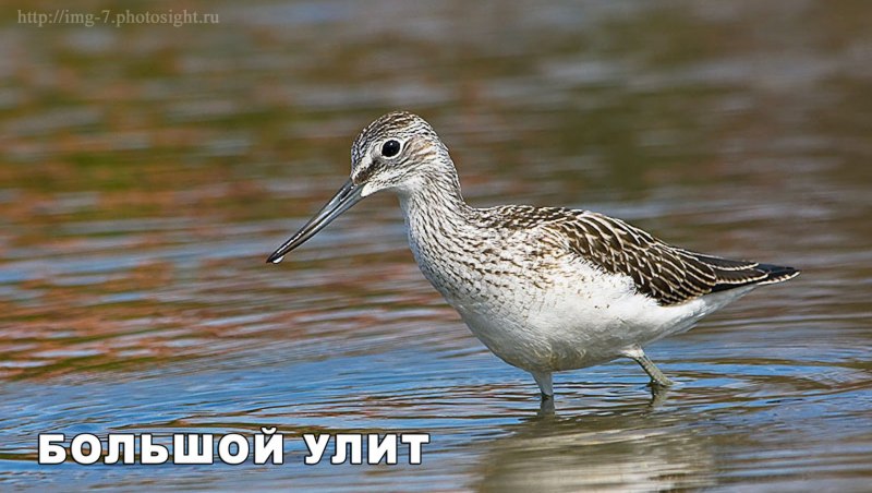 Улит большой Tringa nebularia