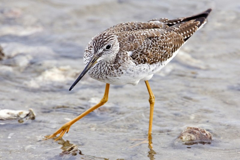 Tringa nebularia