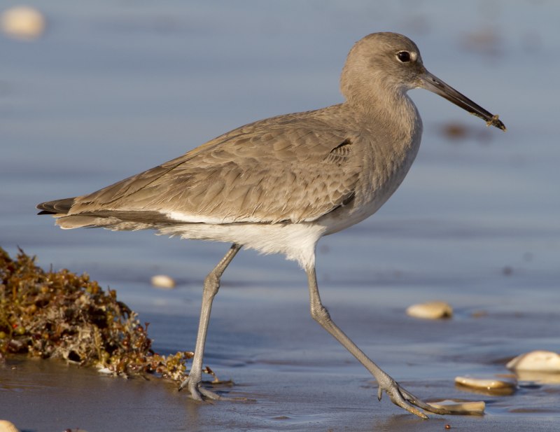 Tringa nebularia