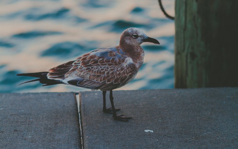 The Sandpiper/Кулик,1965