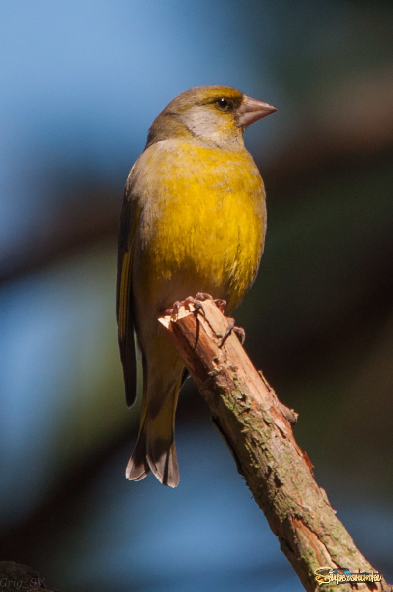 Prothonotary Warbler