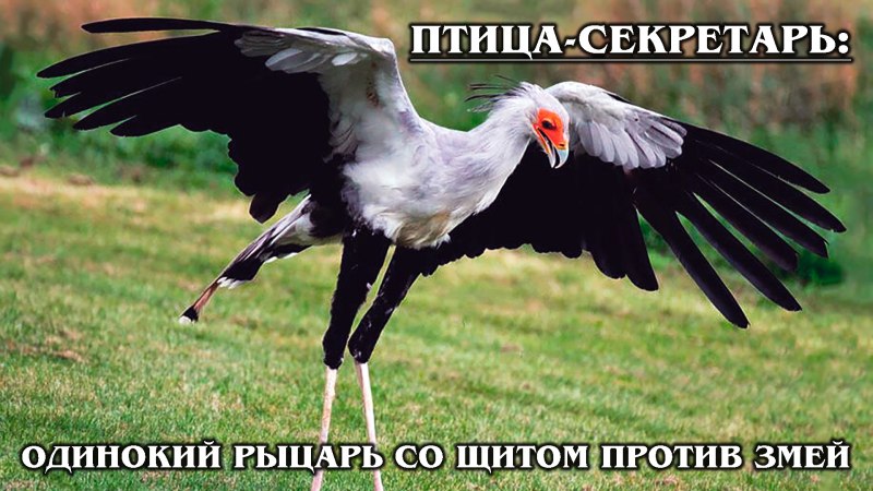 Краснощекий Ибис