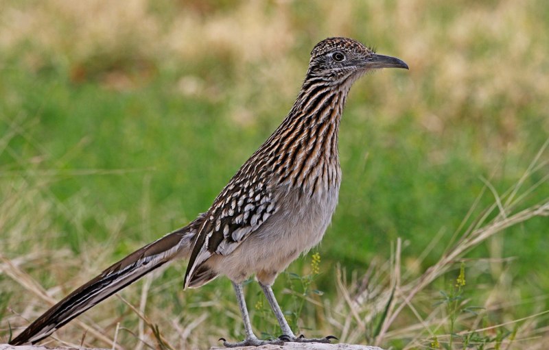 Roadrunner птица