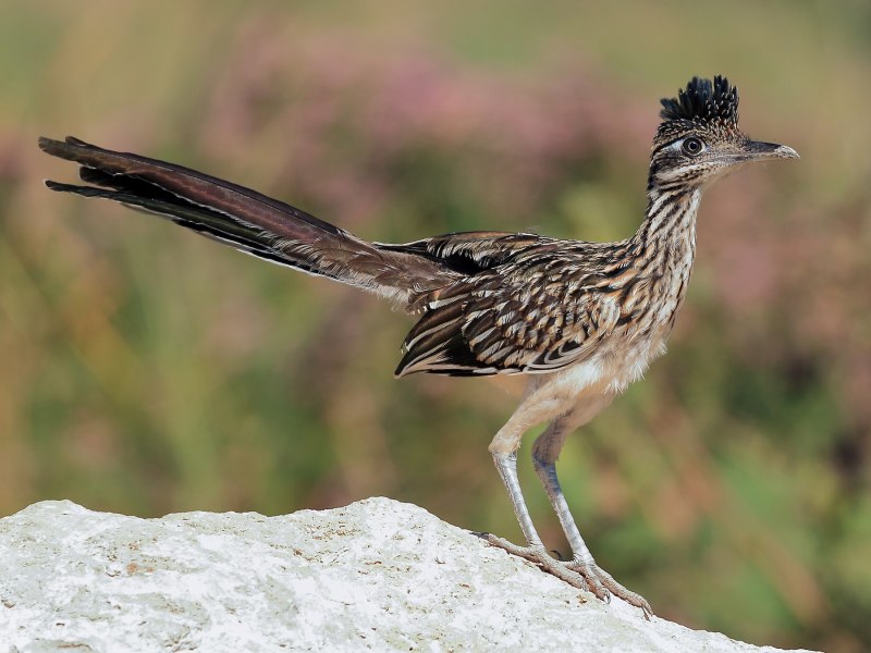 Arizona par Roadrunner