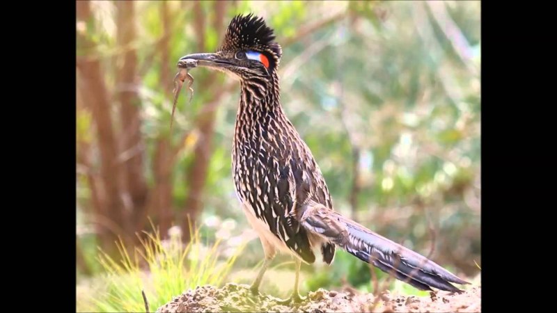 Neomorphus geoffroyi