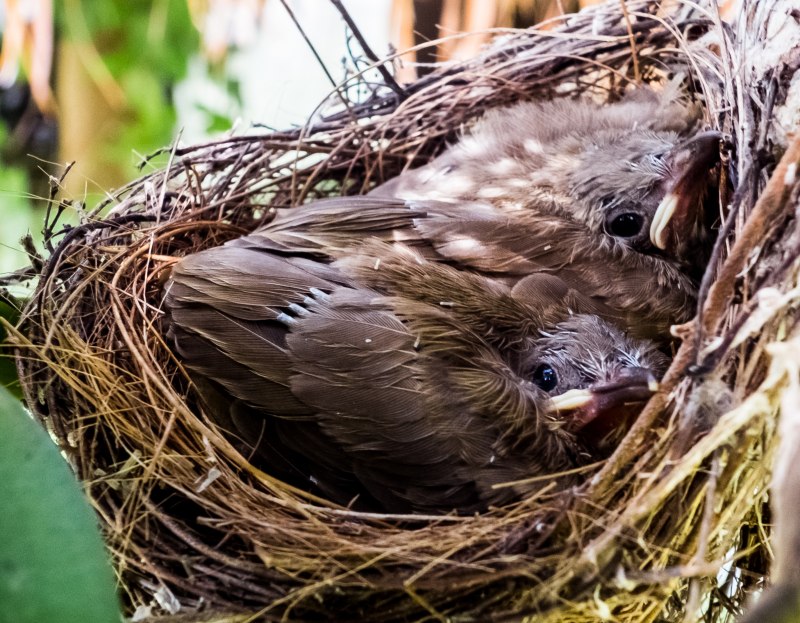 Птиц которые вьют гнезда (34 фото)