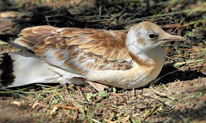 Кандалакшский заповедник Чайки