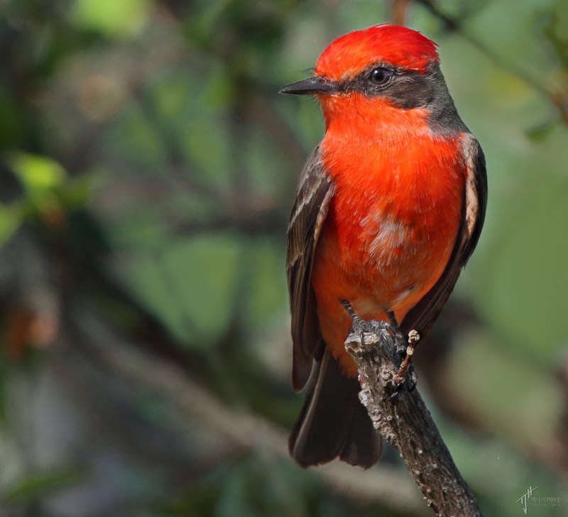 House Finch птица