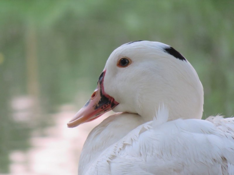 Pato Mariana птица