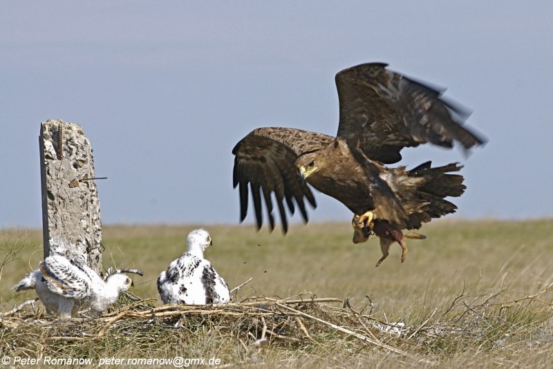 Орёл Беркут и Коршун