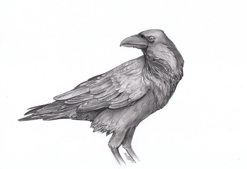 Multi-eyed Raven Art