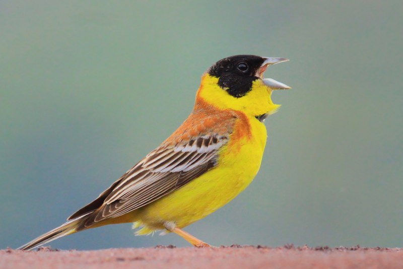 Emberiza citrinella