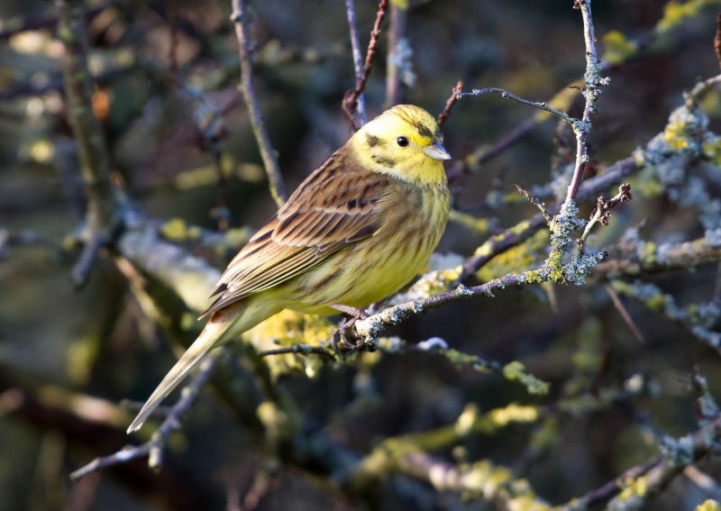 Emberiza pallasi