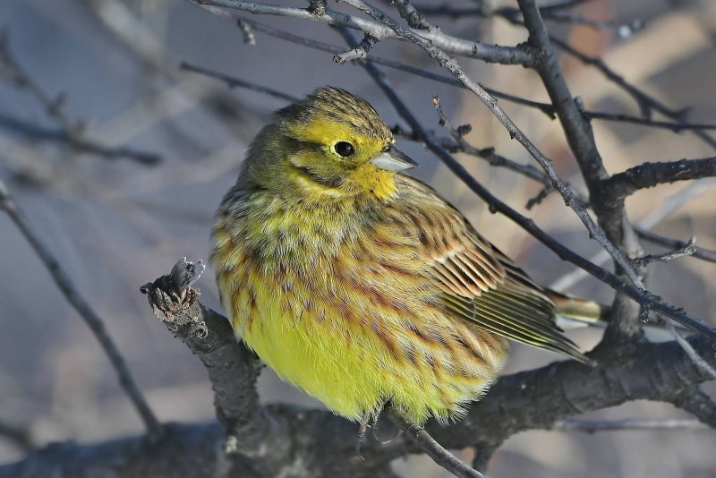 Овсянка обыкновенная (Emberiza citrinella)
