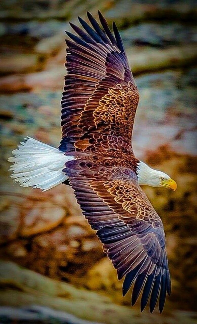 Орел могильник (Aquila heliaca Savigny)