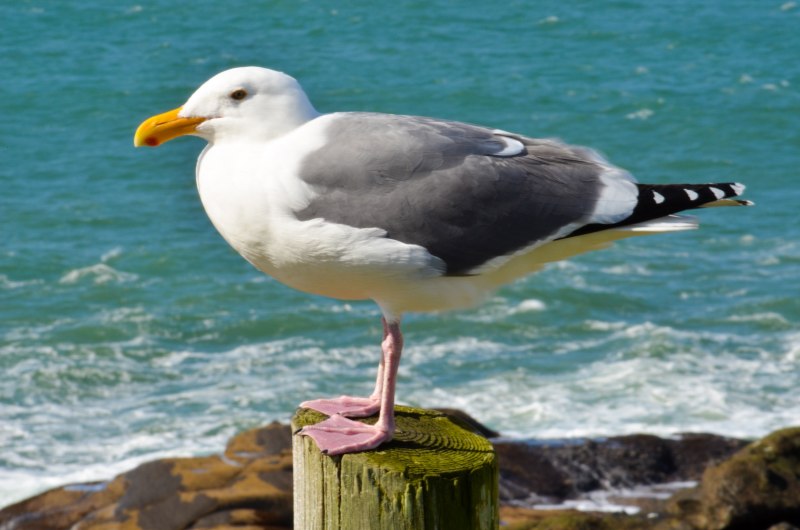 Чайка Seagull