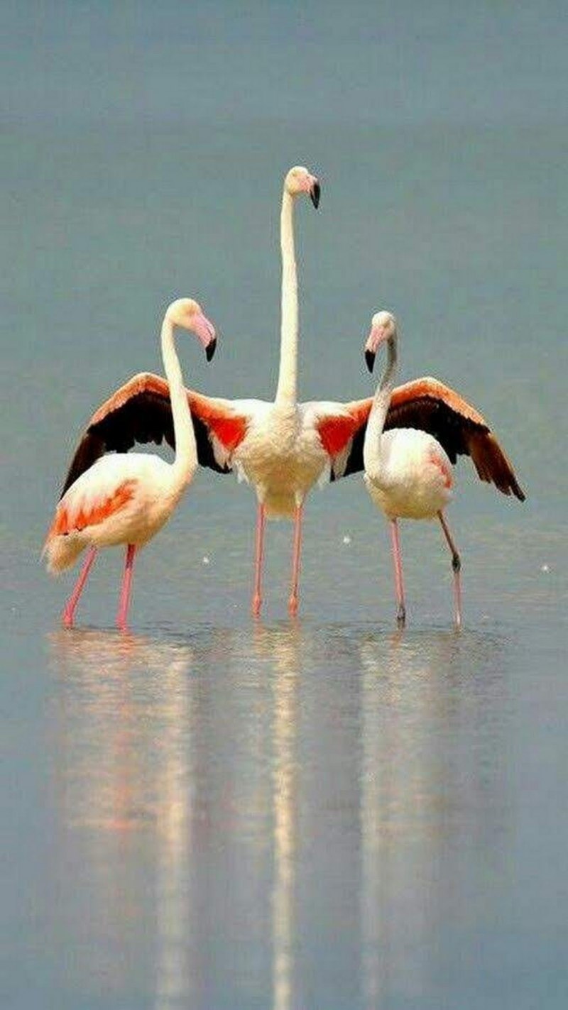 Фламинго розовый (Phoenicopterus roseus)