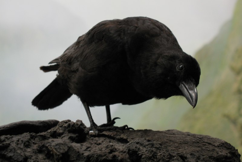 London Raven без фона