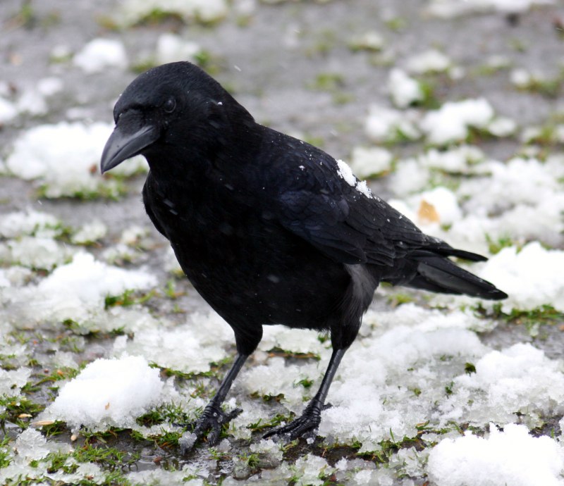 Black Rook