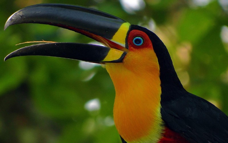 Атлантический тупик (Fratercula Arctica)