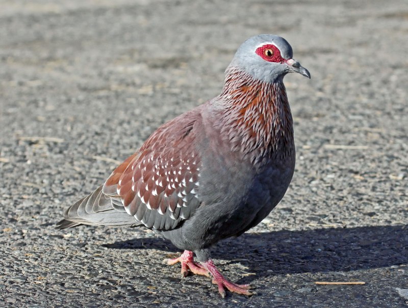 Columba Guinea