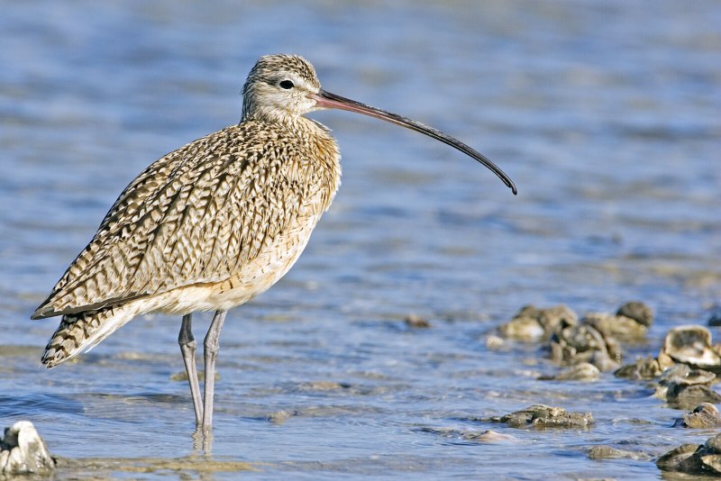 Кроншнеп средний – Numenius phaeopus