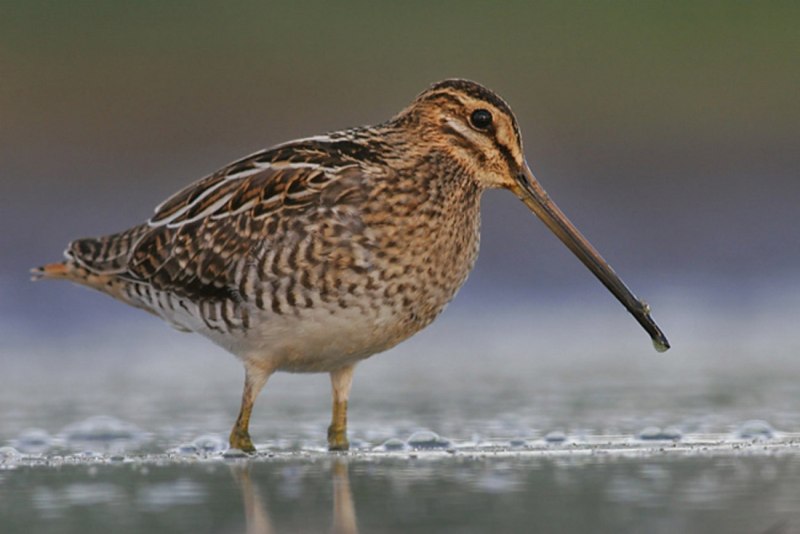 Сойка garrulus glandarius