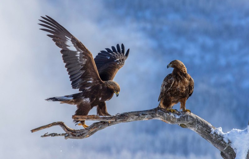 Обыкновенный канюк Buteo Buteo