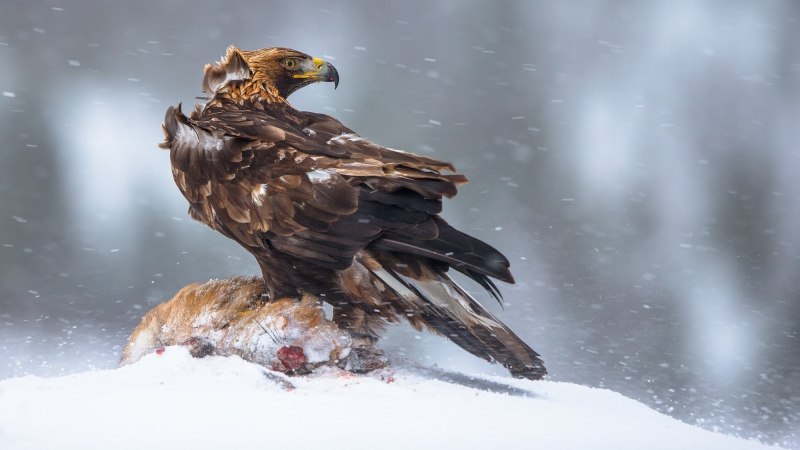 Птица Беркут зимой