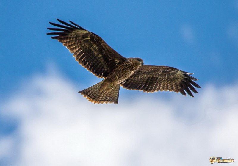 Черный Коршун Milvus Migrans