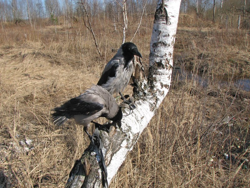 Самец серой вороны