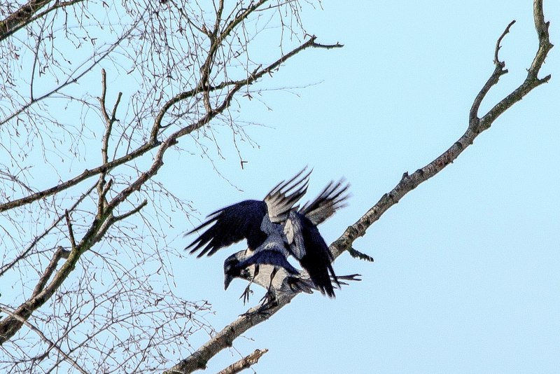 39. Серая ворона – Corvus cornix