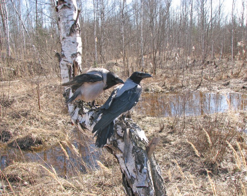 Серая ворона самец