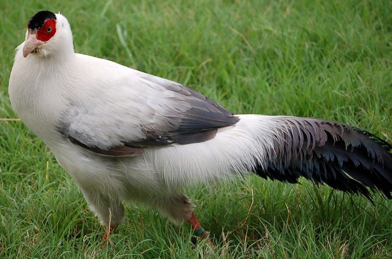 Белый ушастый фазан (48 фото)